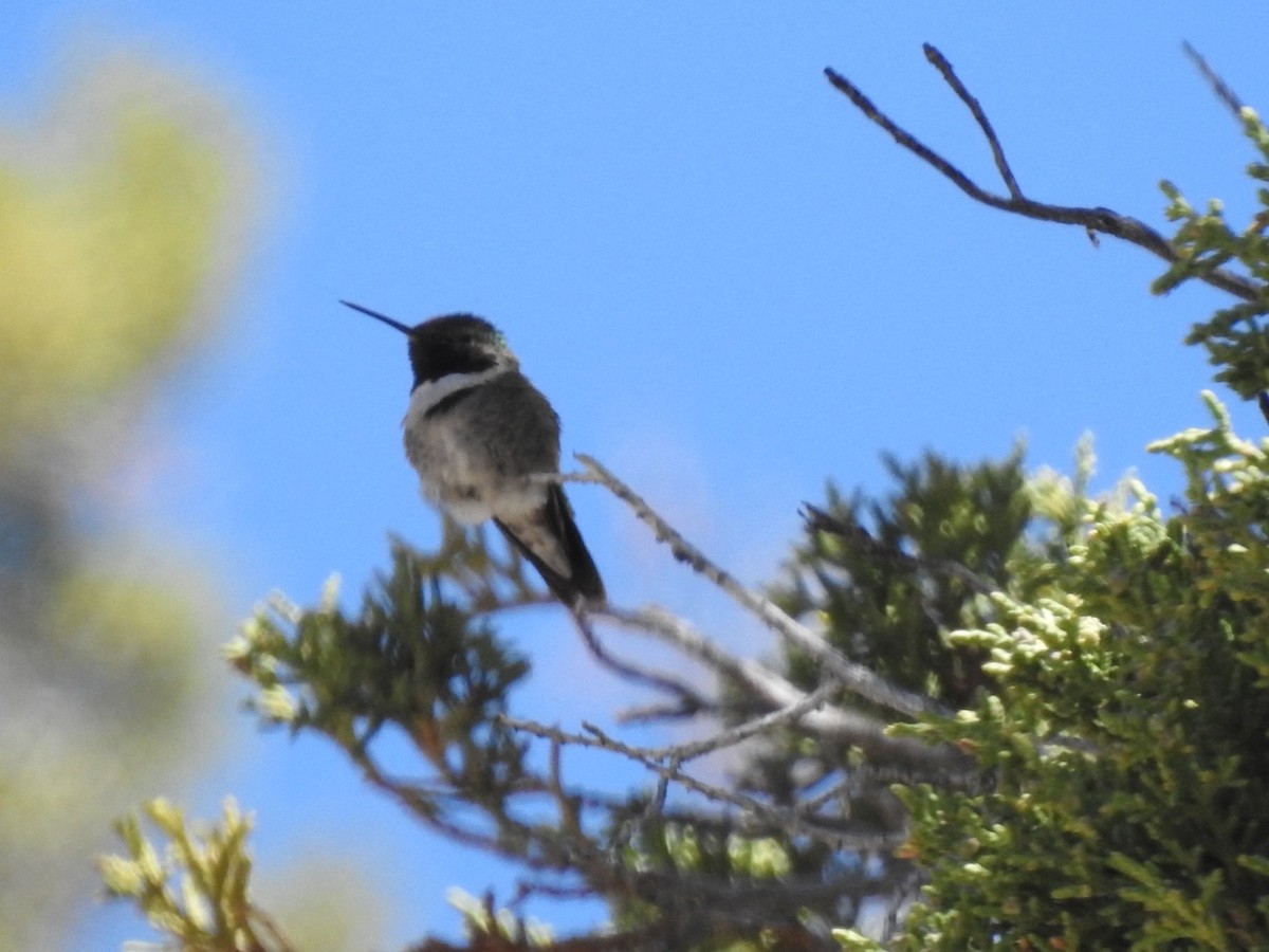 Broad-tailed Hummingbird - ML620324574