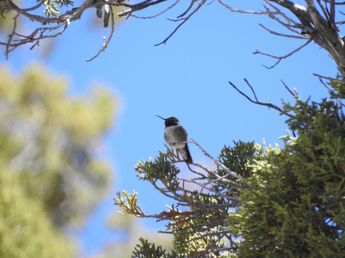 Broad-tailed Hummingbird - ML620324575