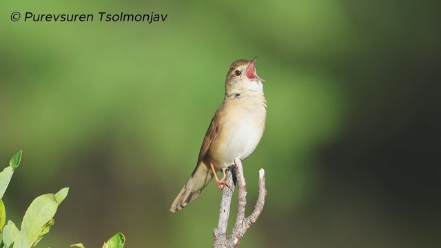 Chinese Bush Warbler - ML620324584