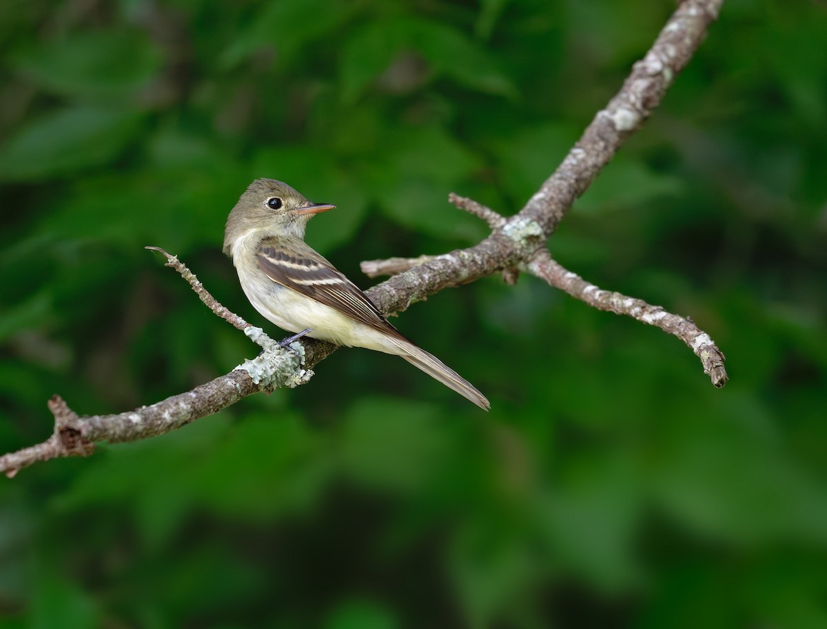 Acadian Flycatcher - ML620324590