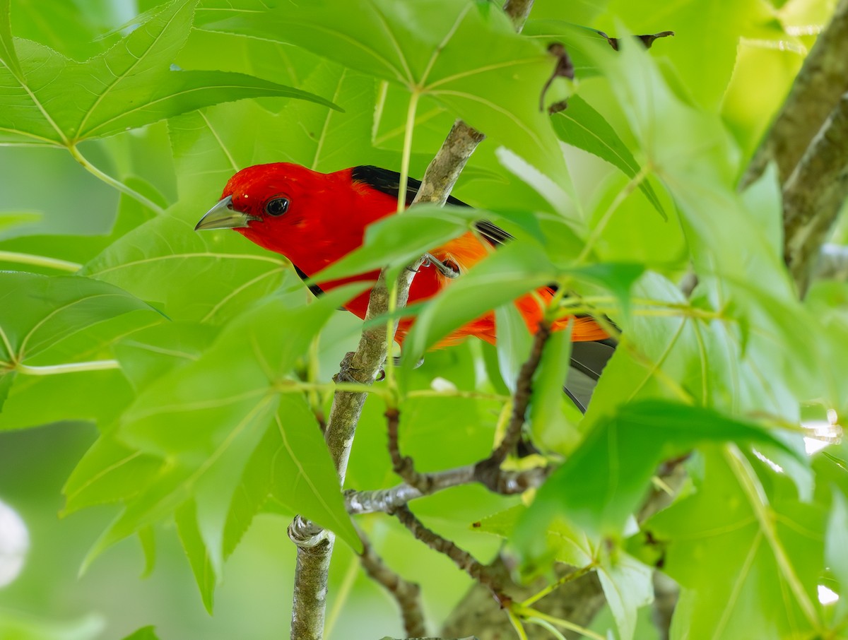 Scarlet Tanager - ML620324599