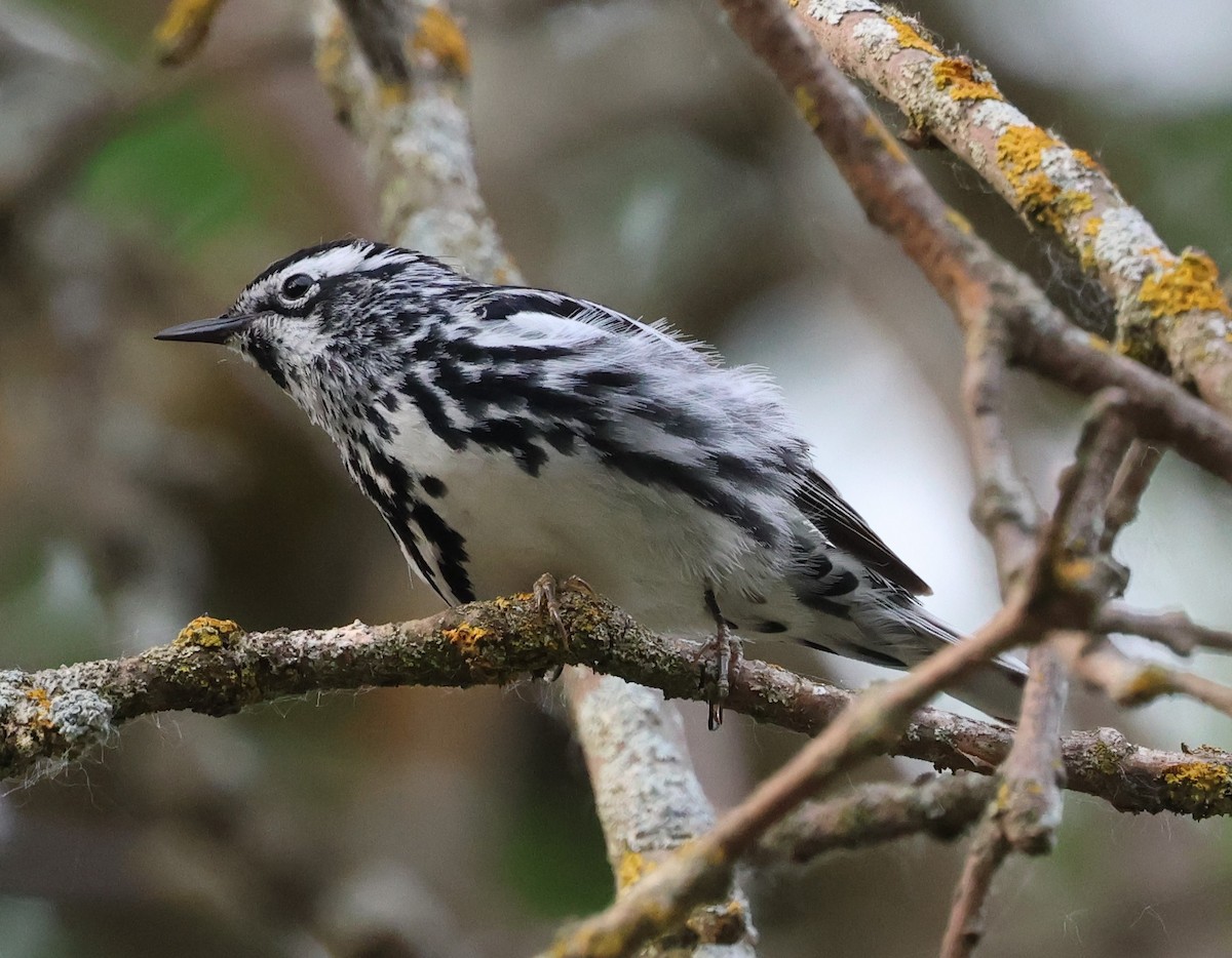 Black-and-white Warbler - ML620324603