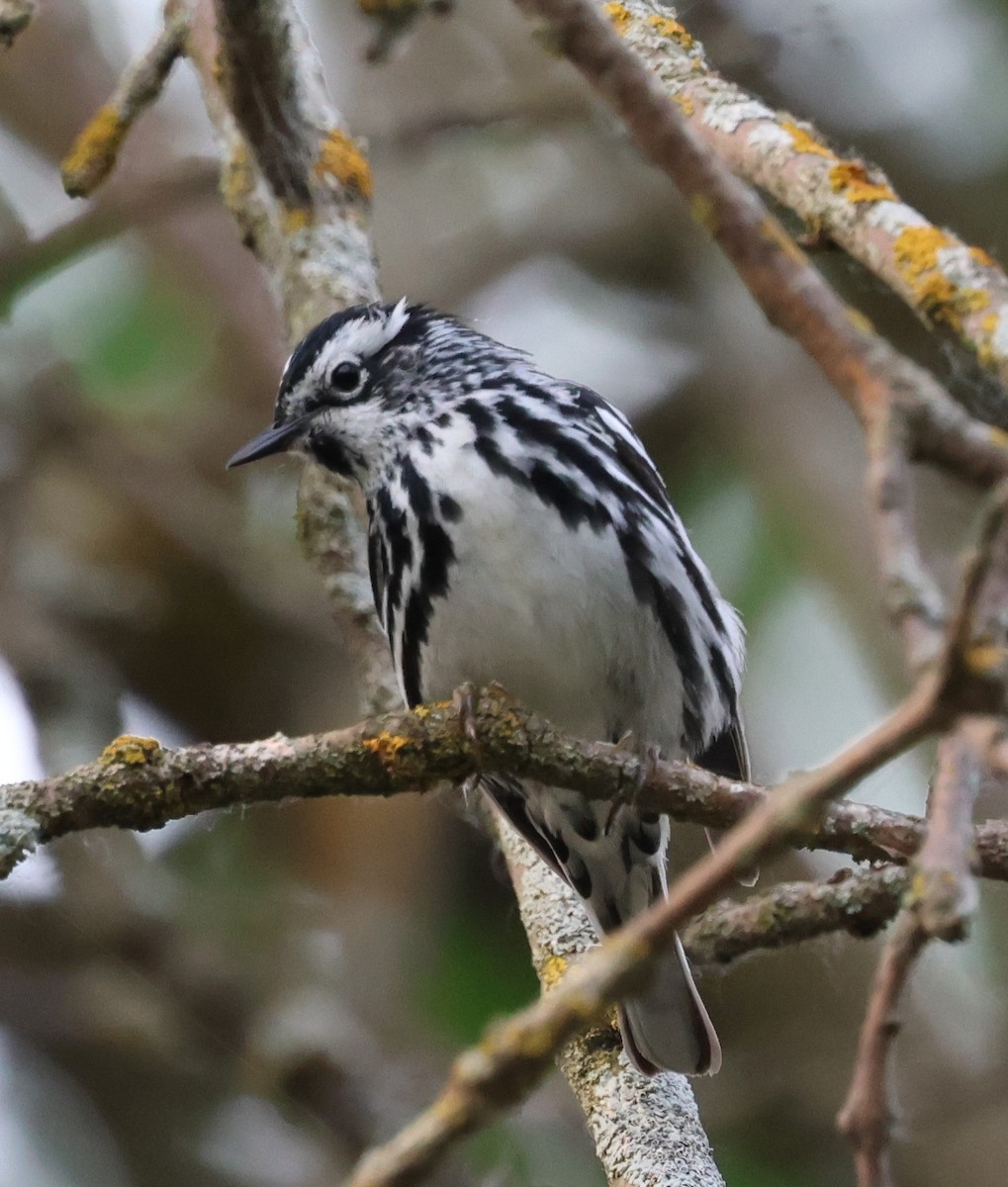 Black-and-white Warbler - ML620324604