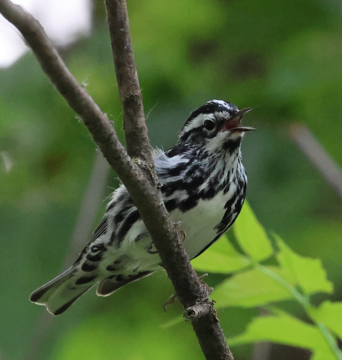 Black-and-white Warbler - ML620324605