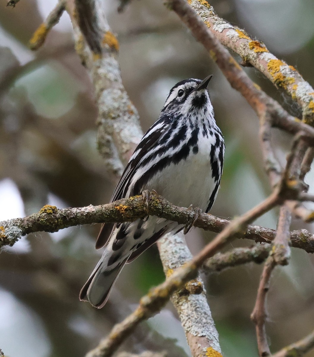 Black-and-white Warbler - ML620324606