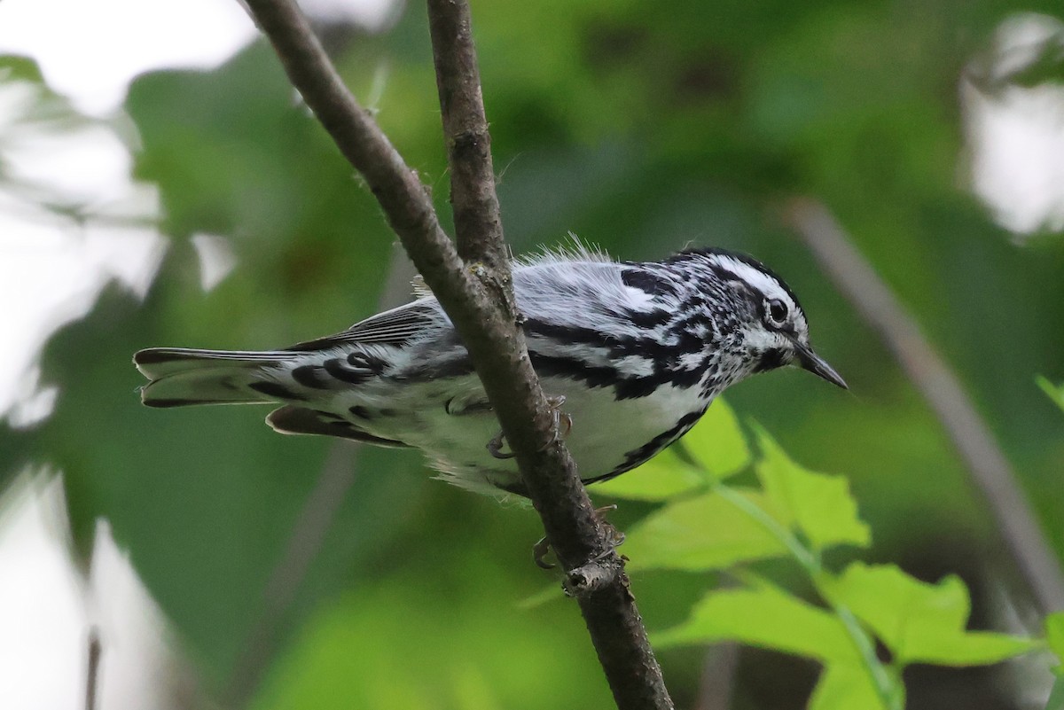 Black-and-white Warbler - ML620324607