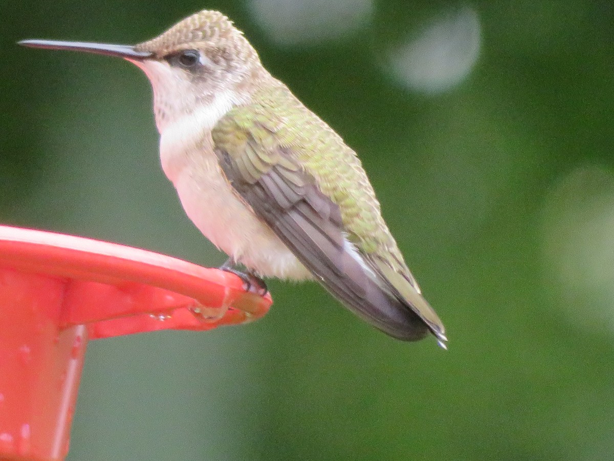 Black-chinned Hummingbird - ML620324614