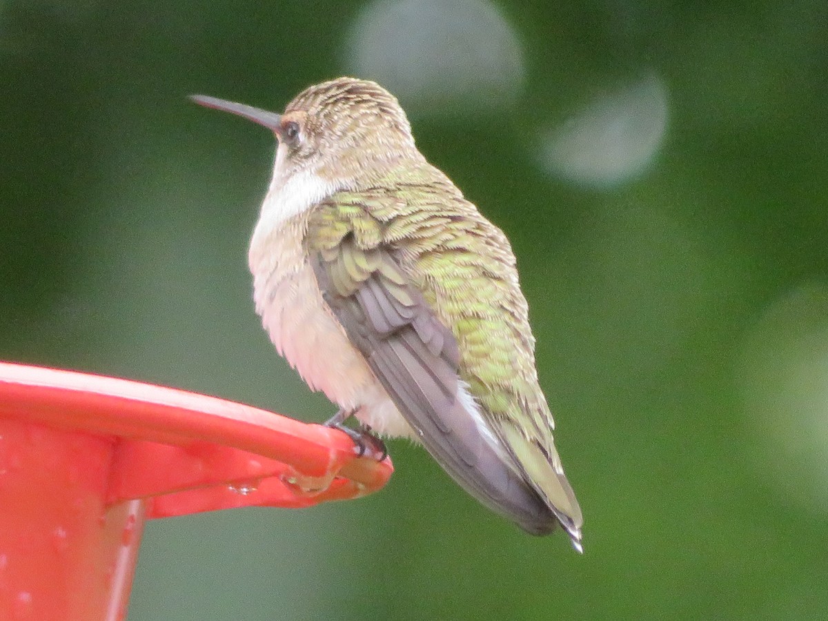 Black-chinned Hummingbird - ML620324615