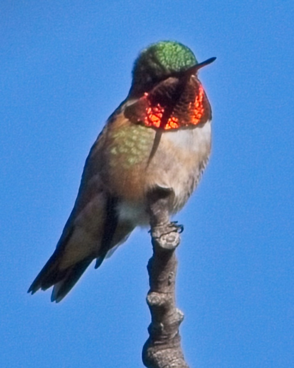 Colibri à gorge rubis - ML620324618