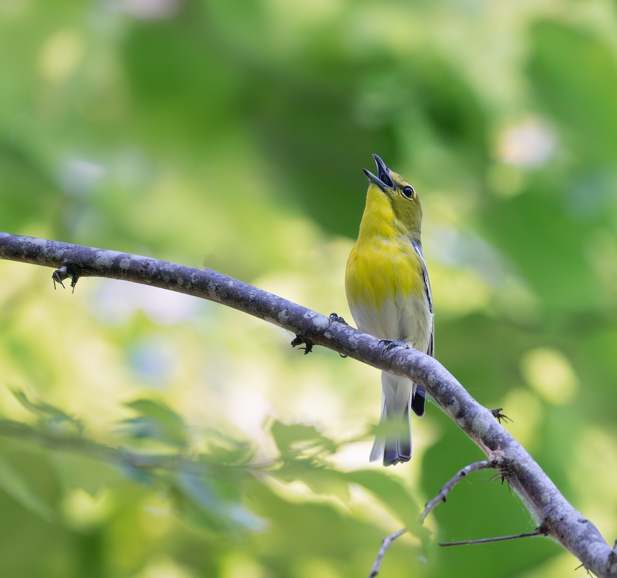 Yellow-throated Vireo - ML620324619