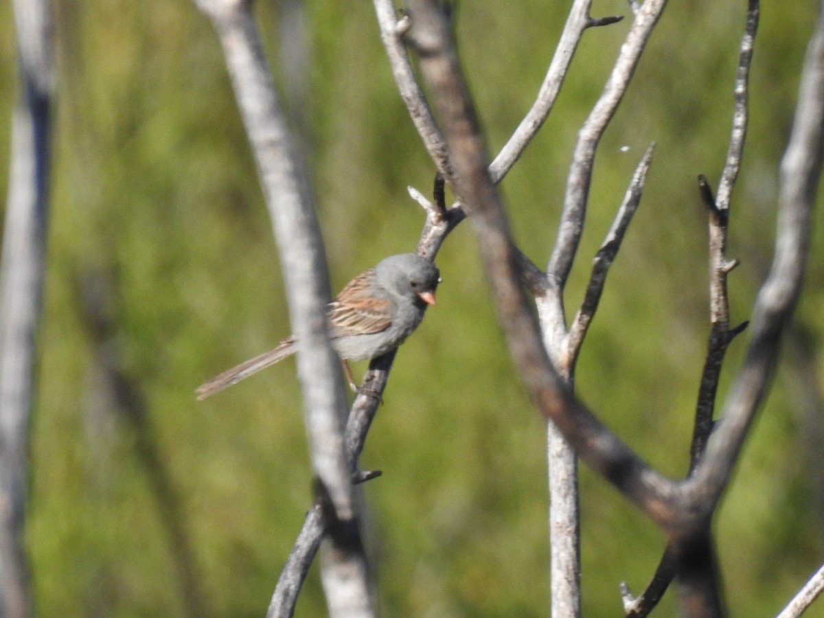 Black-chinned Sparrow - ML620324626