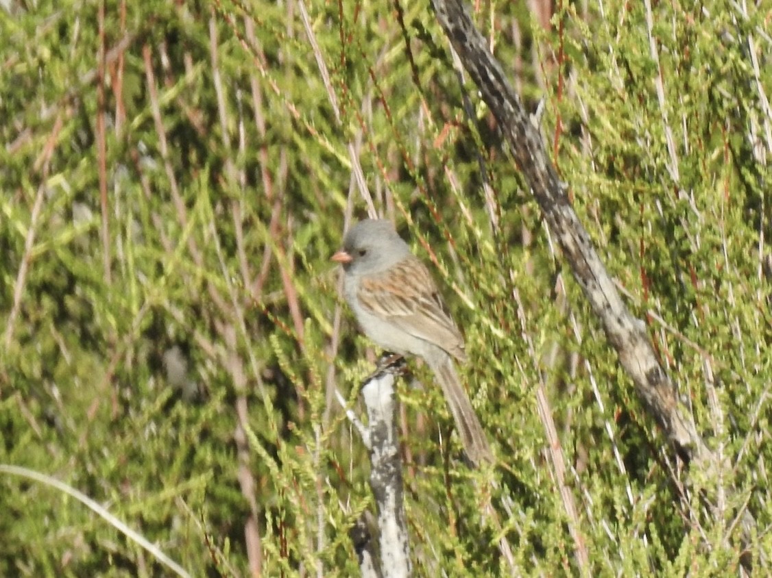 Black-chinned Sparrow - ML620324627