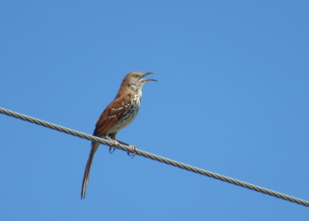 Brown Thrasher - ML620324629