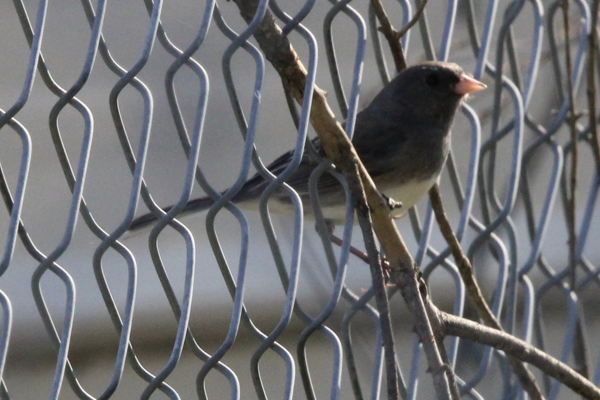 Junco ardoisé (hyemalis/carolinensis) - ML620324632