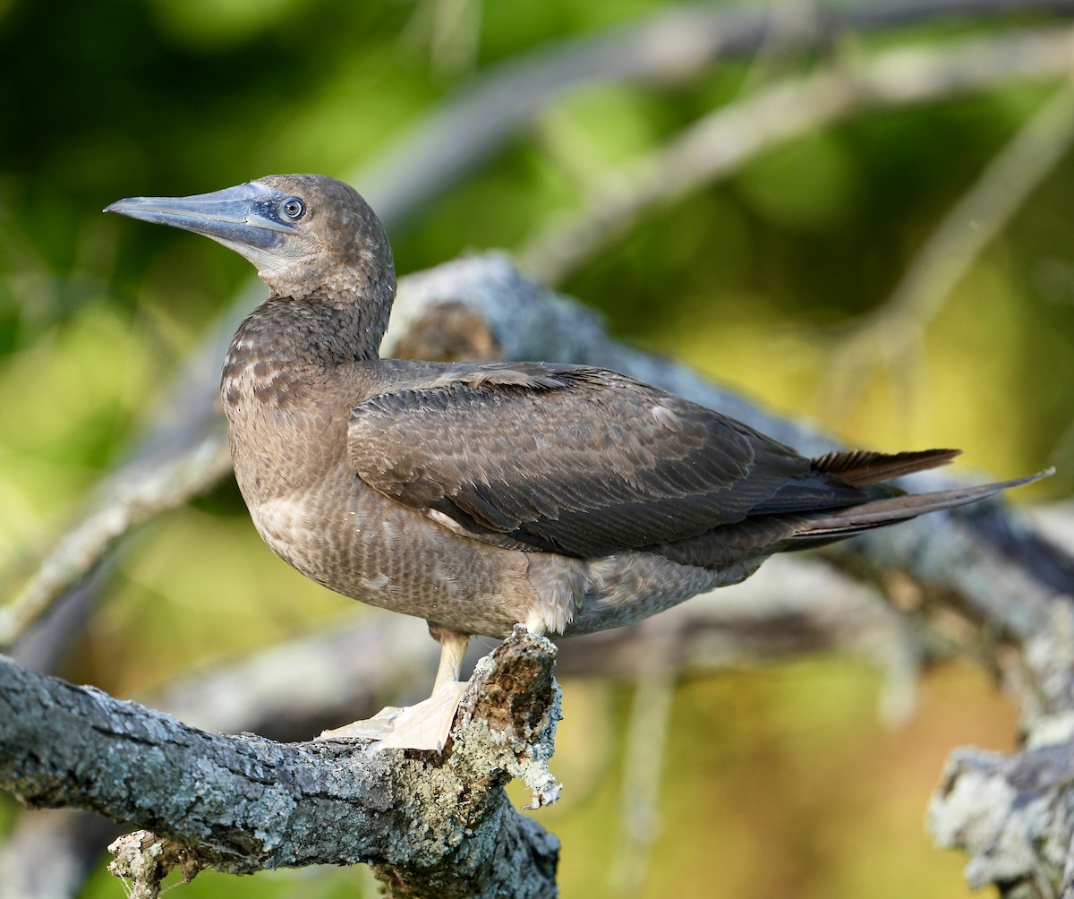Brown Booby - ML620324640