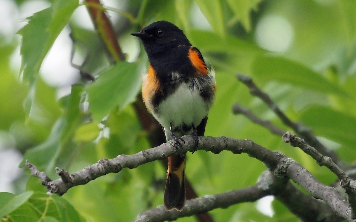 American Redstart - ML620324642