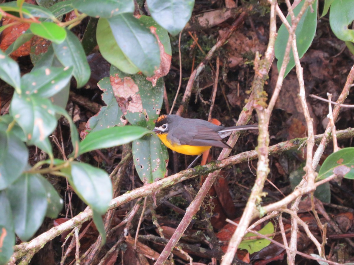 White-fronted Redstart - ML620324644
