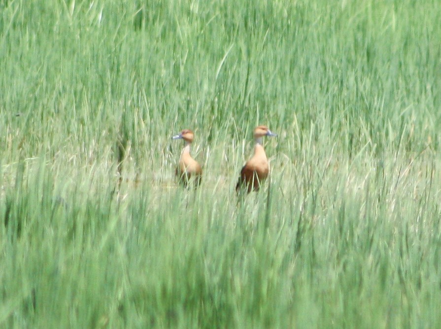 Fulvous Whistling-Duck - ML620324673