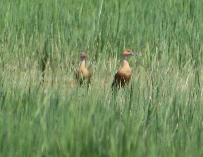Fulvous Whistling-Duck - ML620324674