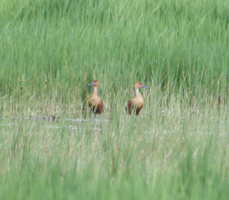 Fulvous Whistling-Duck - ML620324675