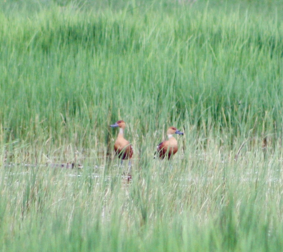 Fulvous Whistling-Duck - ML620324678