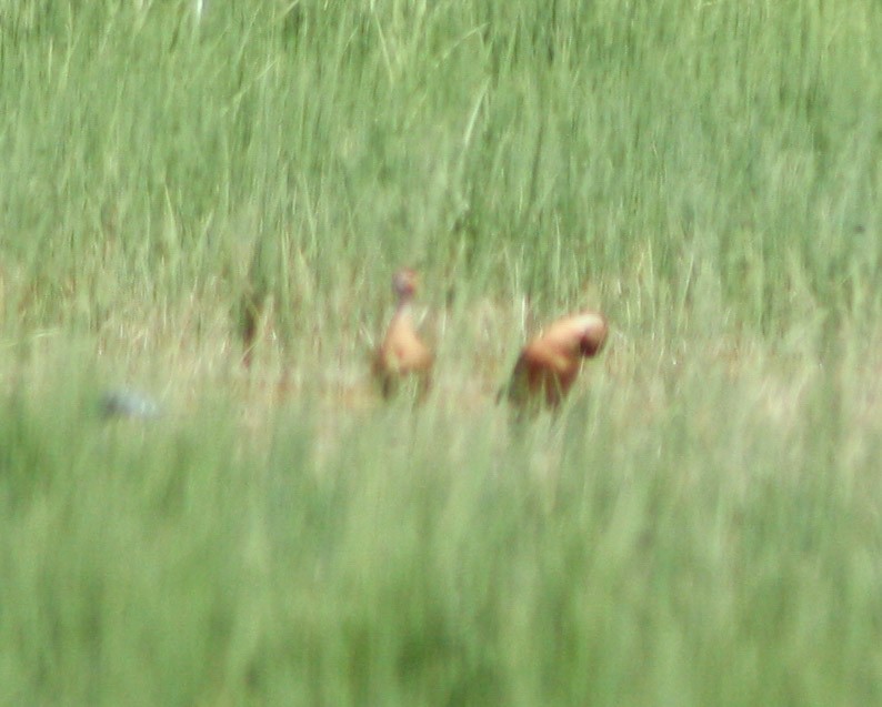 Fulvous Whistling-Duck - ML620324679