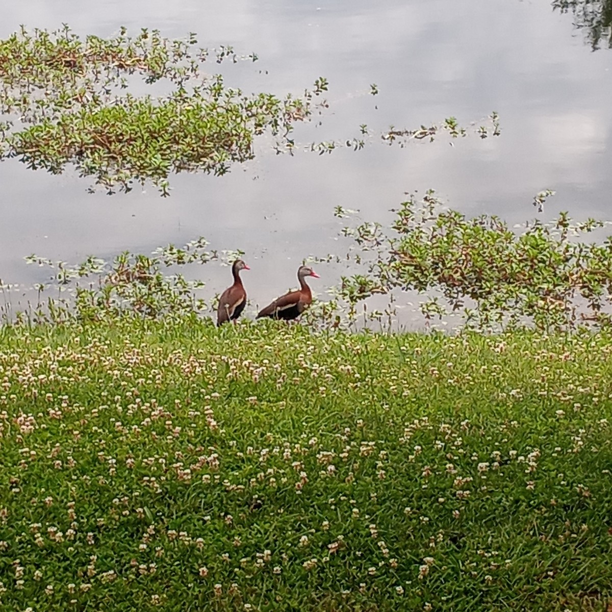 Black-bellied Whistling-Duck - ML620324680