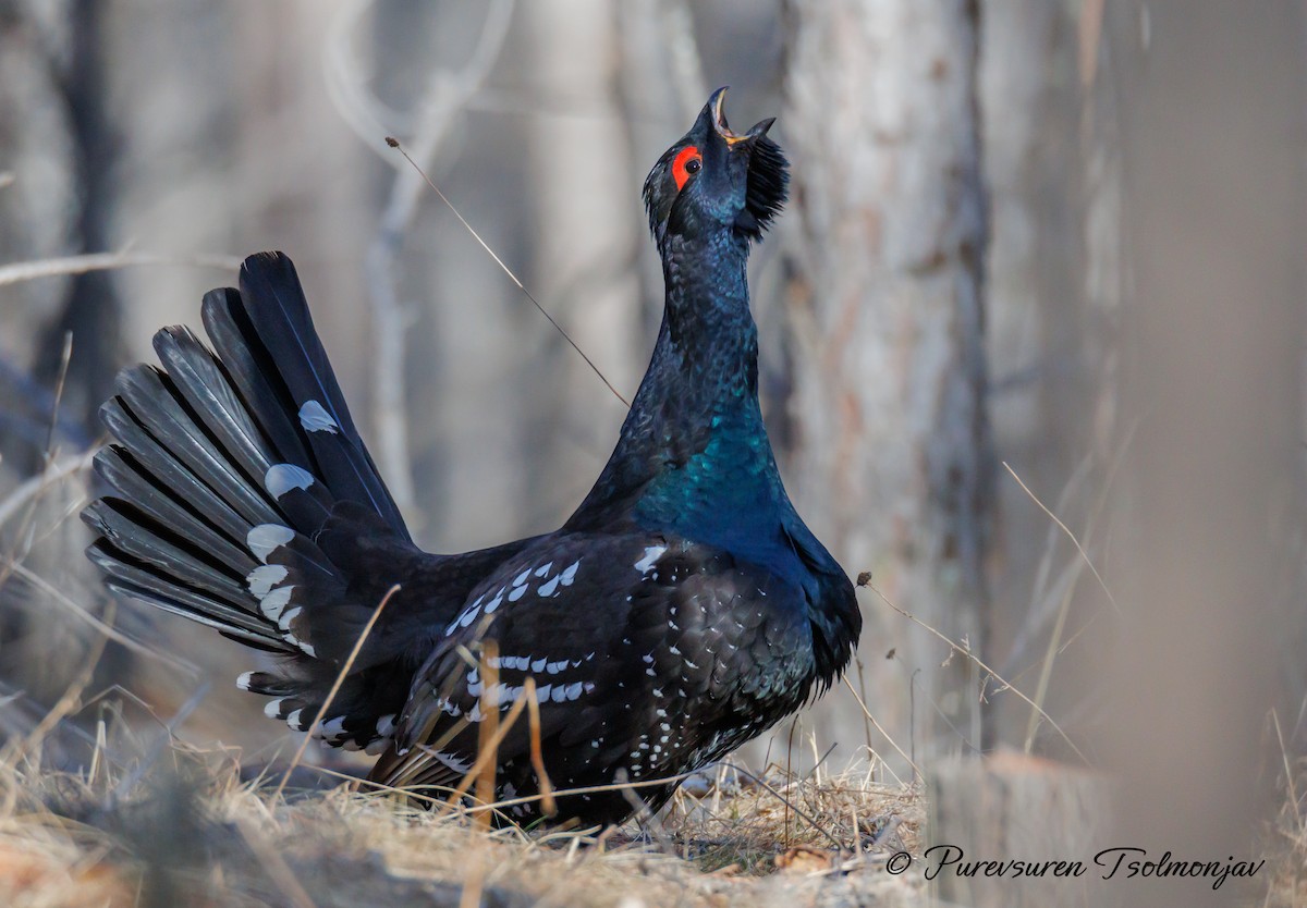 Black-billed Capercaillie - ML620324682