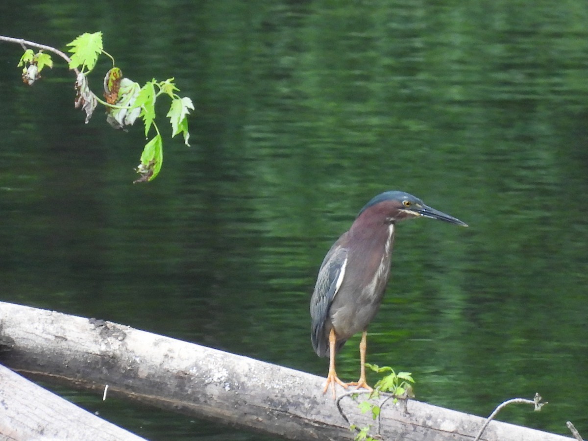 Green Heron - ML620324688