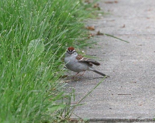 Chipping Sparrow - ML620324691