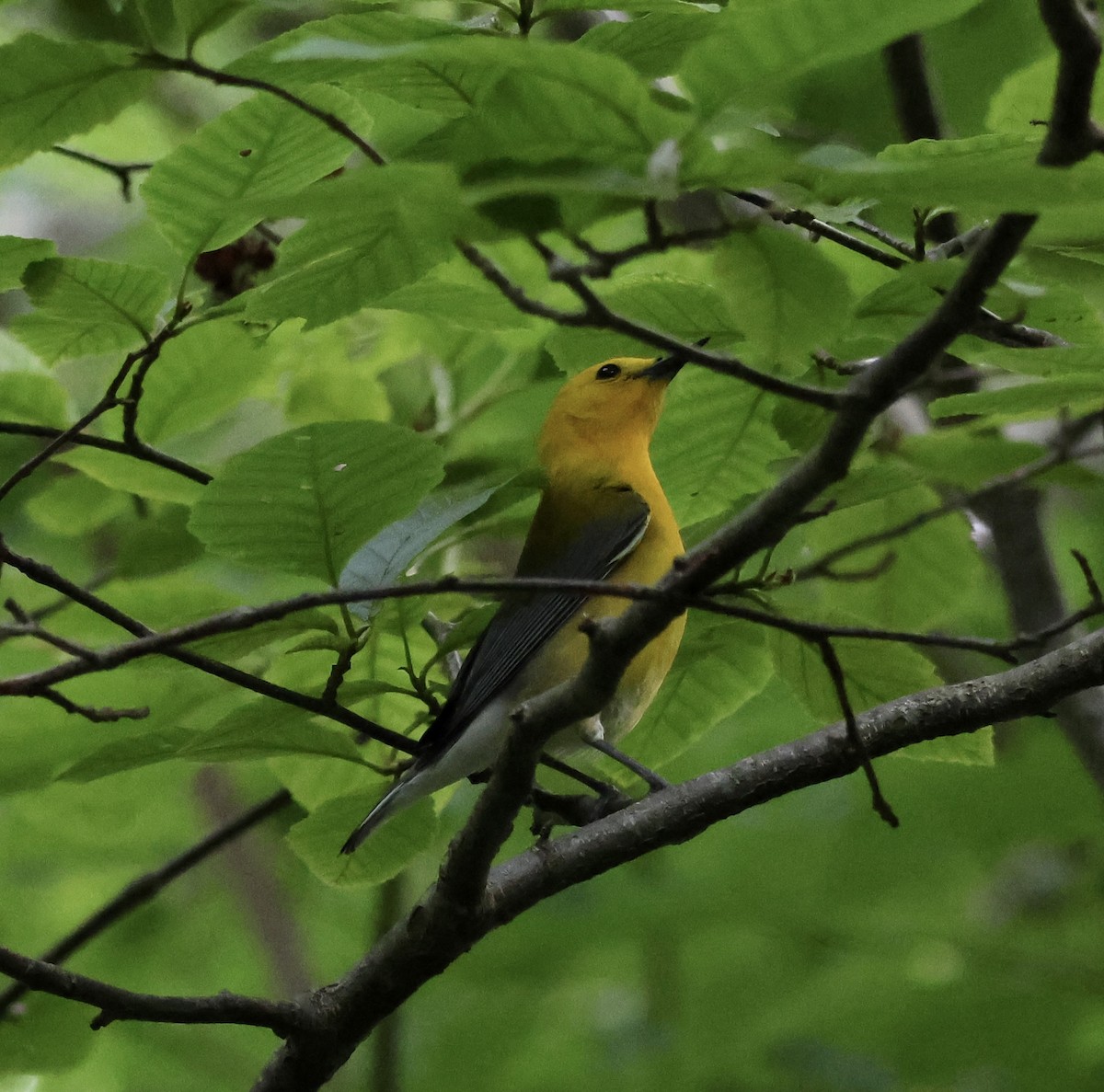 Prothonotary Warbler - ML620324704