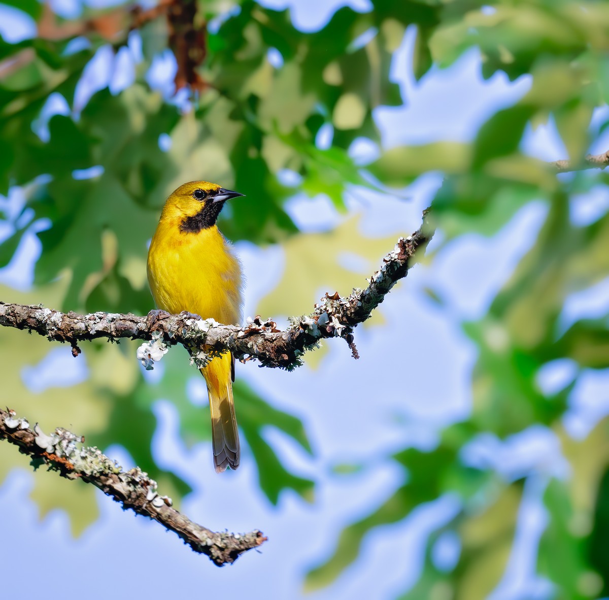Orchard Oriole - ML620324705