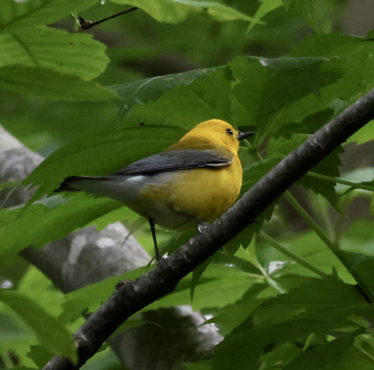 Prothonotary Warbler - ML620324707