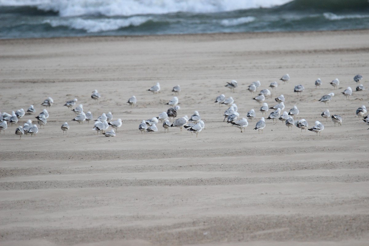 Ring-billed Gull - ML620324725