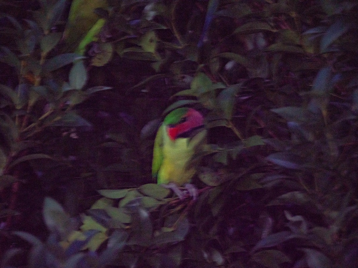 Uzun Kuyruklu Yeşil Papağan - ML620324727