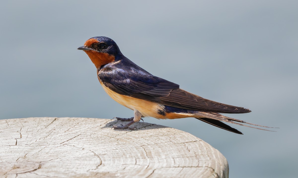 Barn Swallow - ML620324730