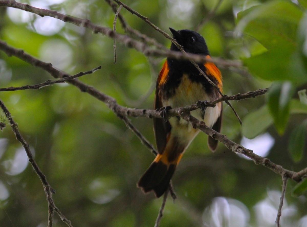 American Redstart - ML620324736