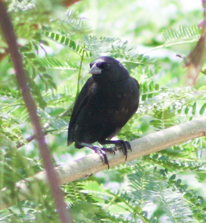 Tawny-shouldered Blackbird - ML620324743