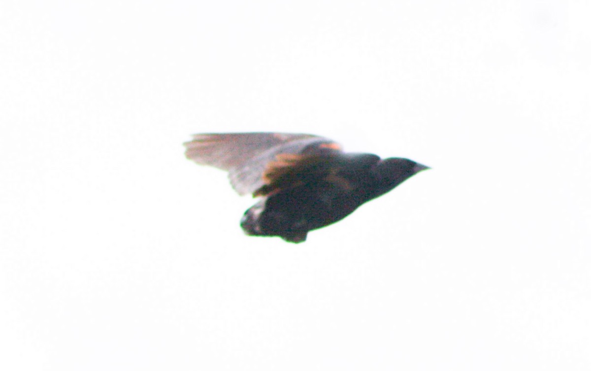 Tawny-shouldered Blackbird - ML620324744