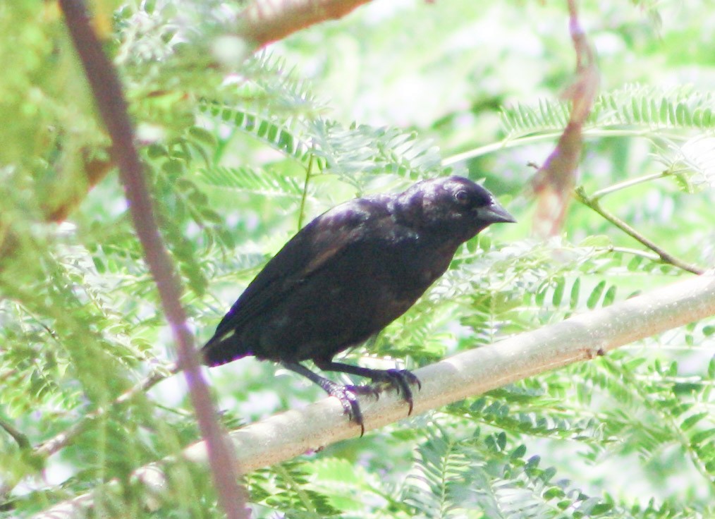 Tawny-shouldered Blackbird - ML620324745