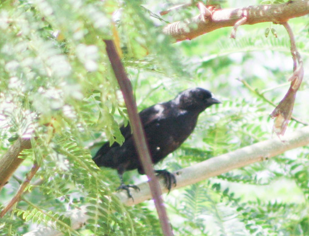 Tawny-shouldered Blackbird - ML620324746