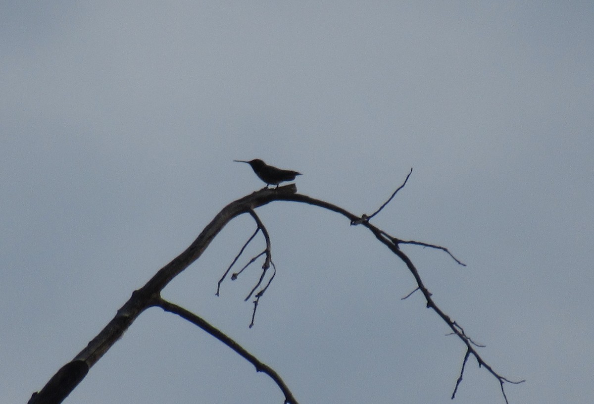 Black-chinned Hummingbird - ML620324752
