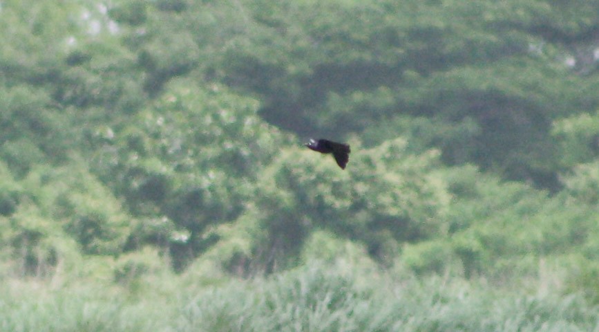 Greater Antillean Grackle - ML620324755