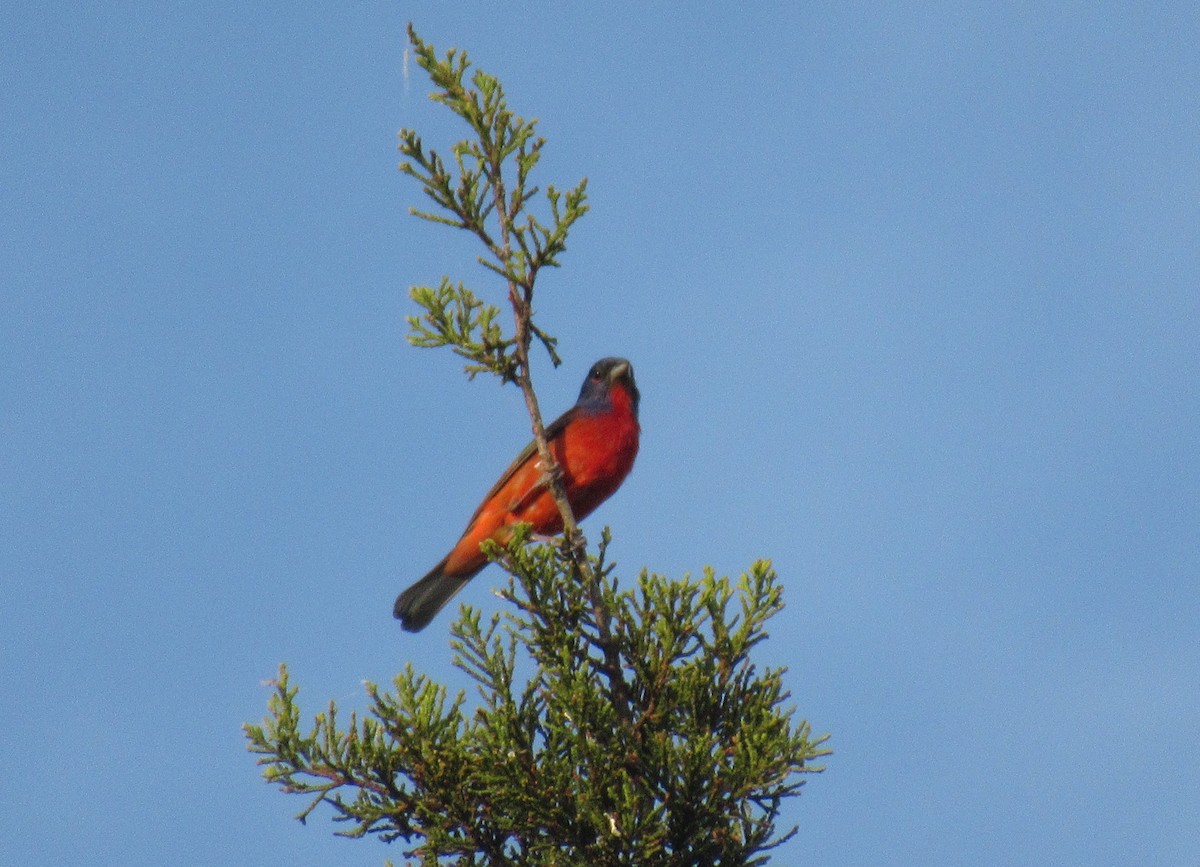 Painted Bunting - ML620324757