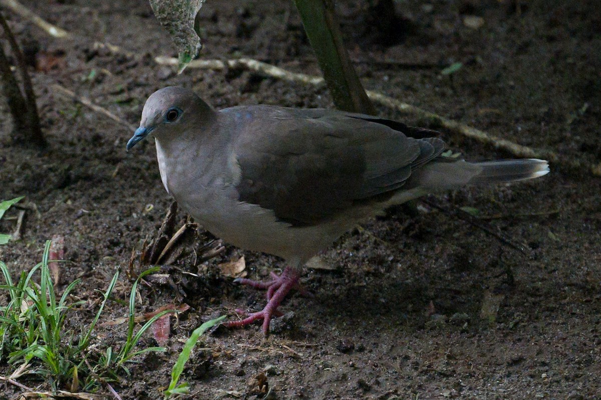 White-tipped Dove - ML620324759