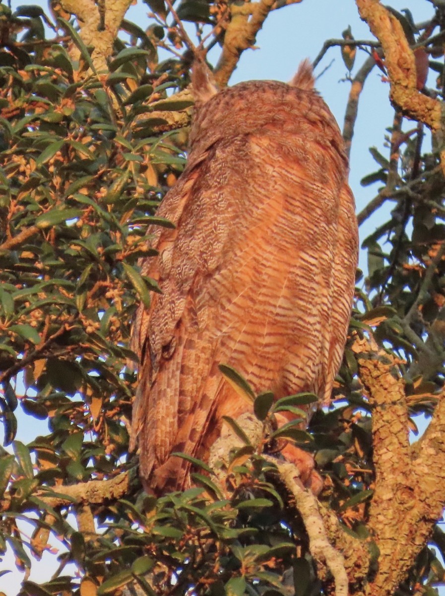Great Horned Owl - ML620324761