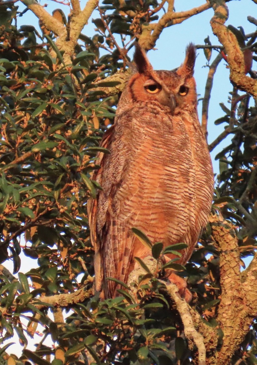 Great Horned Owl - ML620324762