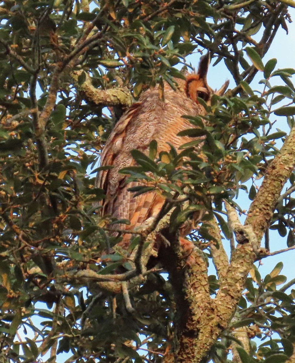 Great Horned Owl - ML620324763
