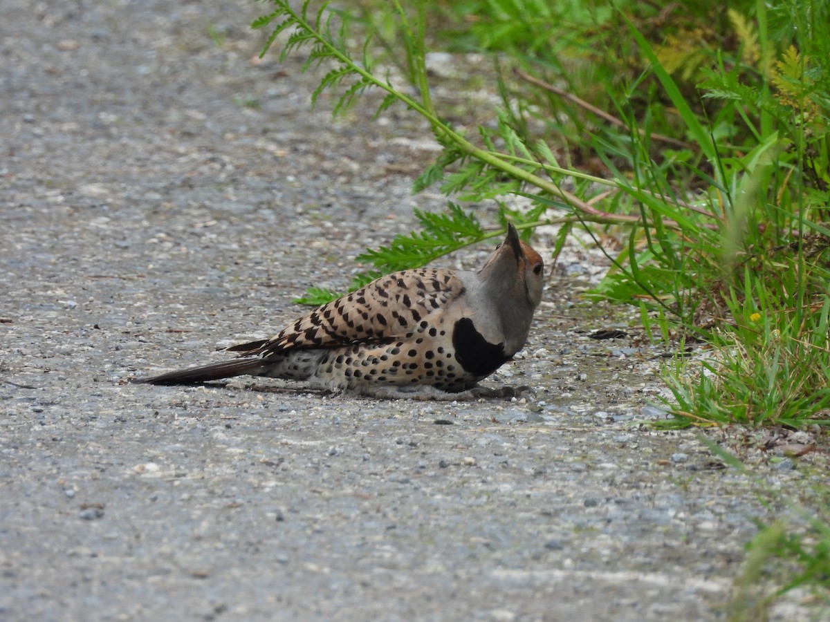 Northern Flicker - ML620324773