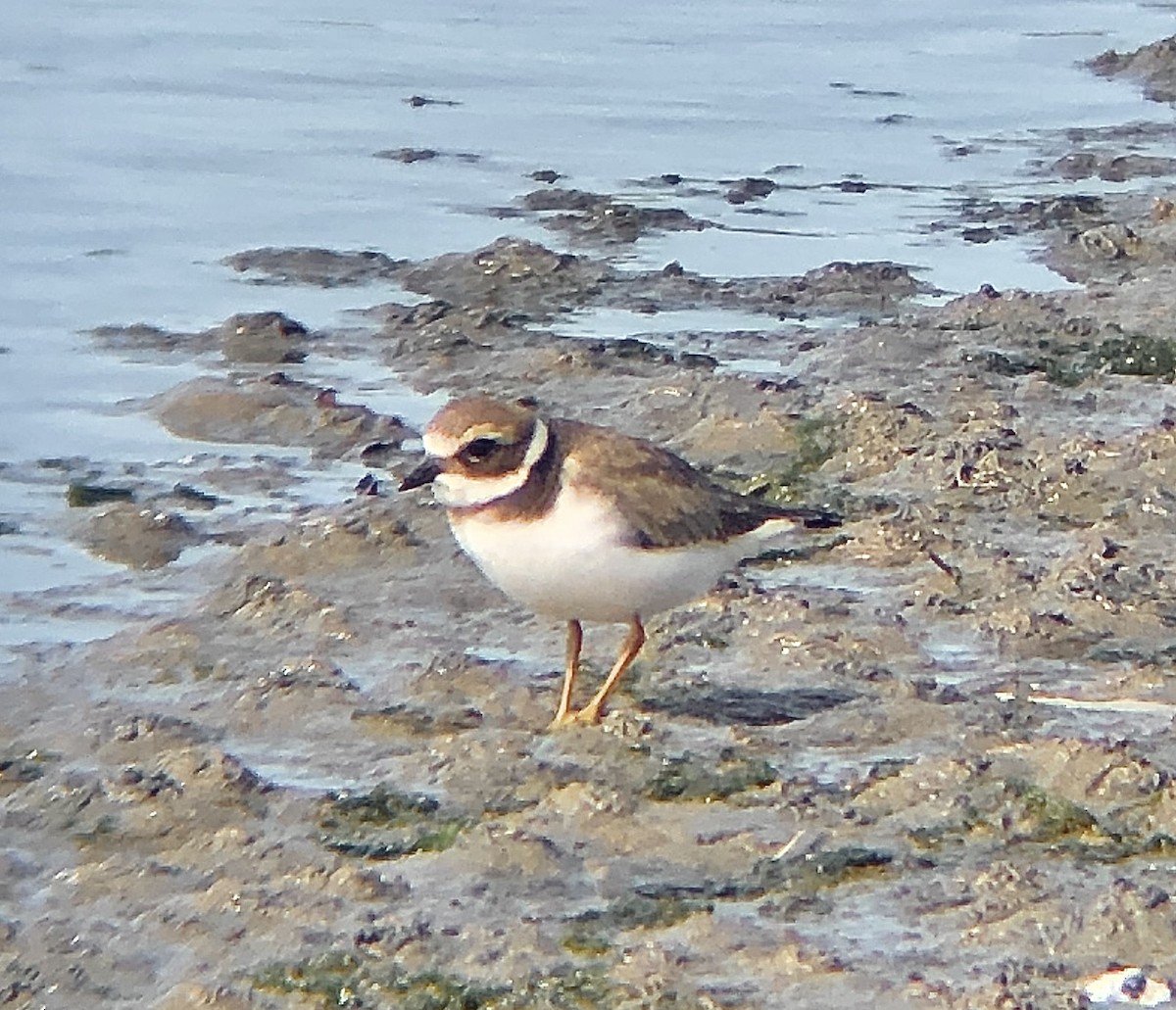 Common Ringed Plover - ML620324802